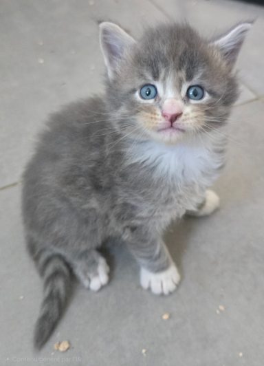 mâle bleu blotched tabby et blanc DISPO