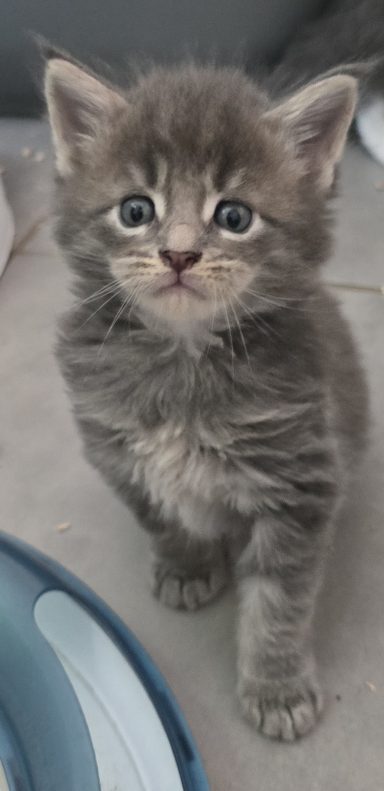 mâle bleu blotched tabby DISPO