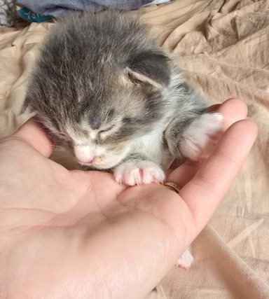 mâle bleu blotched tabby et blanc DISPO