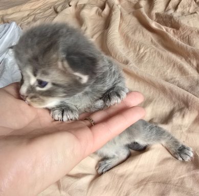 Mâle bleu blotched tabby DISPO